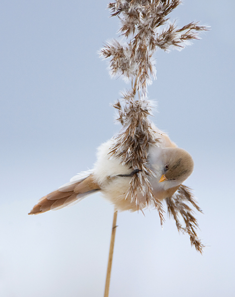 001 b.man wijfje.web.jpg